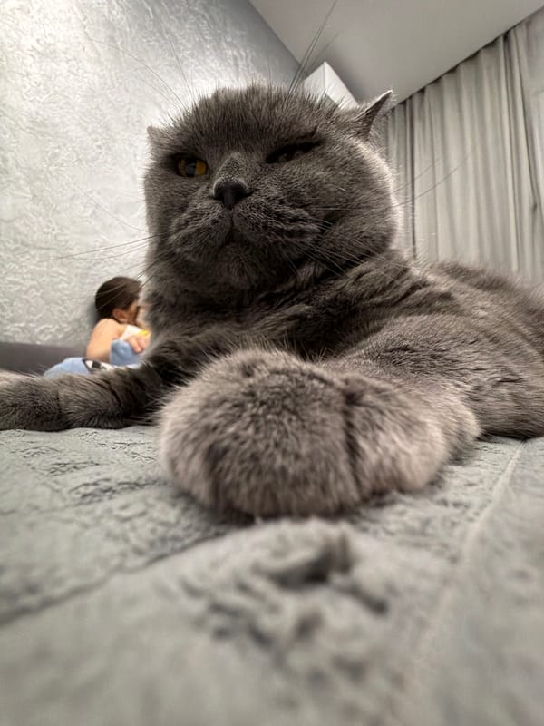 Quiet evening moments with cat captured in Mytishchi home