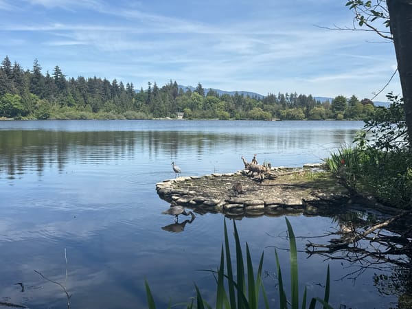 Evening wildlife gathering observed at Vancouver's Lost Lagoon