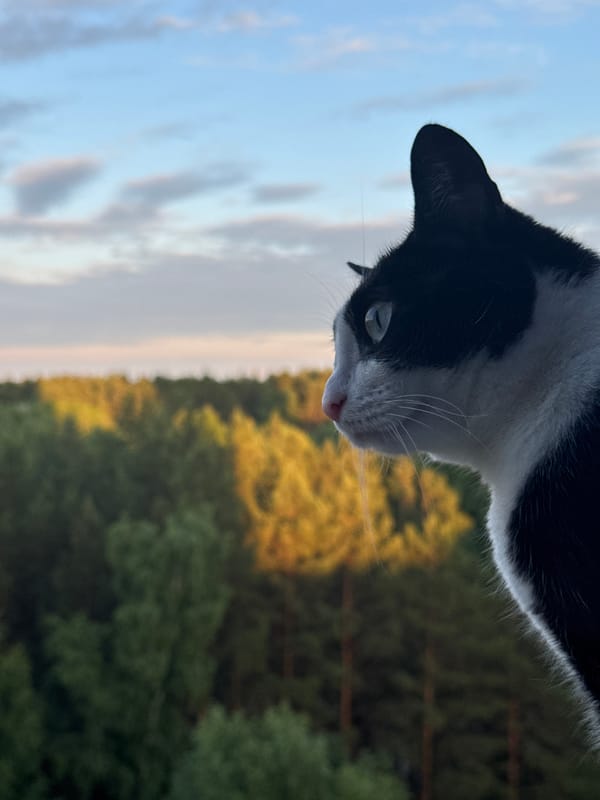 Tuxedo cat observed on ledge in Chaikovsky, Russia