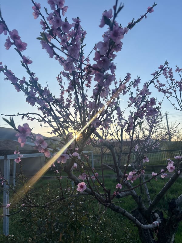 Spring blossoms and wind turbines observed in Enina, Bulgaria