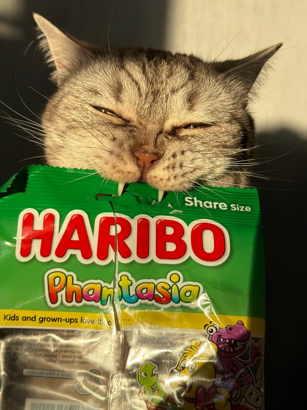 Cat encounters candy, pig figurine spotted in Riga