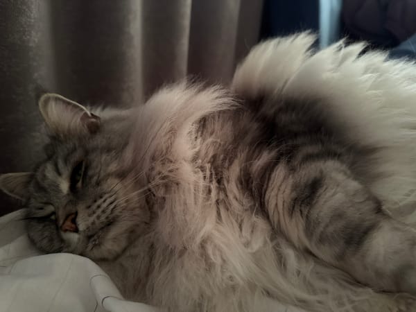 Cat sleeps peacefully on bed in Haskovo, Bulgaria