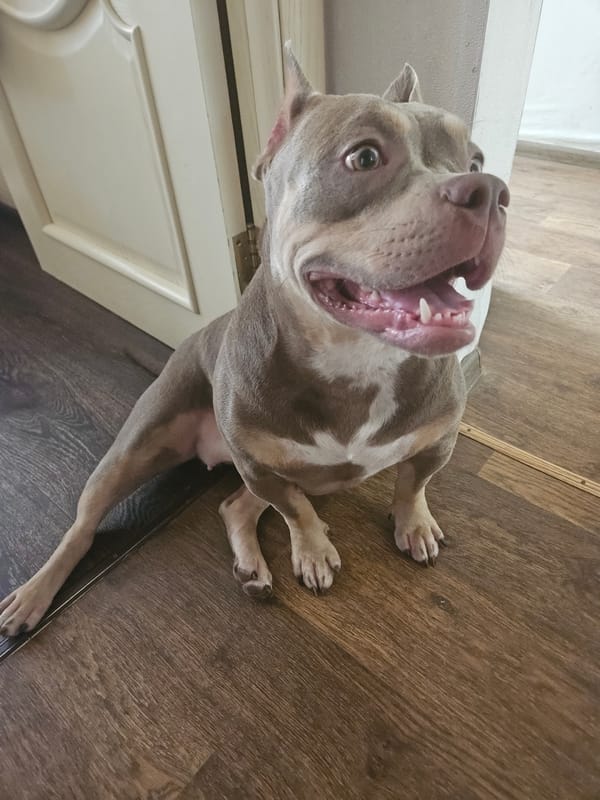 Dogs and a rat at home in Ulyanovsk