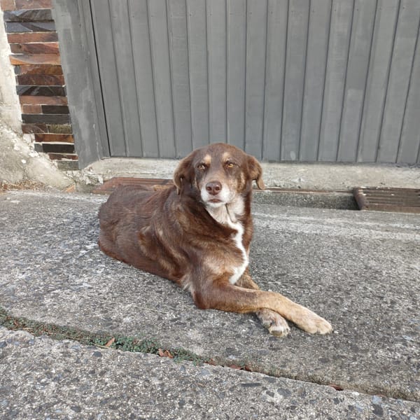 Dog rests on concrete in Curitiba, Brazil