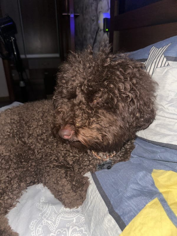Pets and a sleeping infant at home in Sayanogorsk