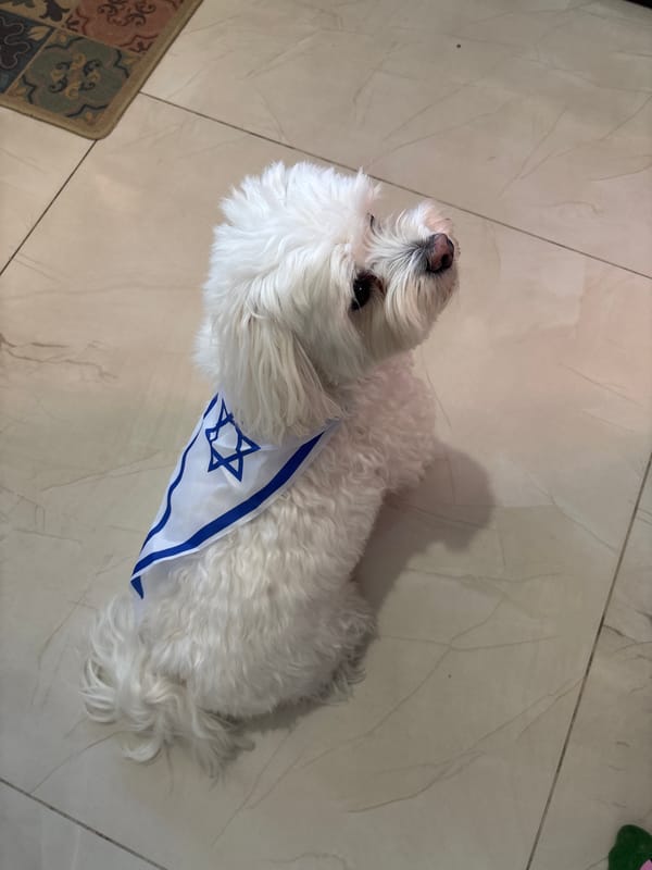 Small white dog photographed on tiled floor in Bat Yam
