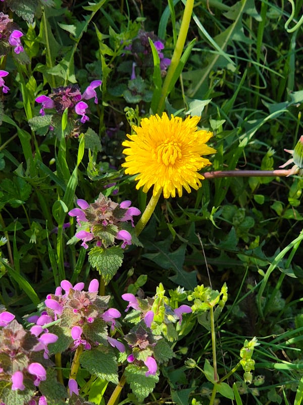 Morning documentation captures spring scenes in Tutrakan, Bulgaria