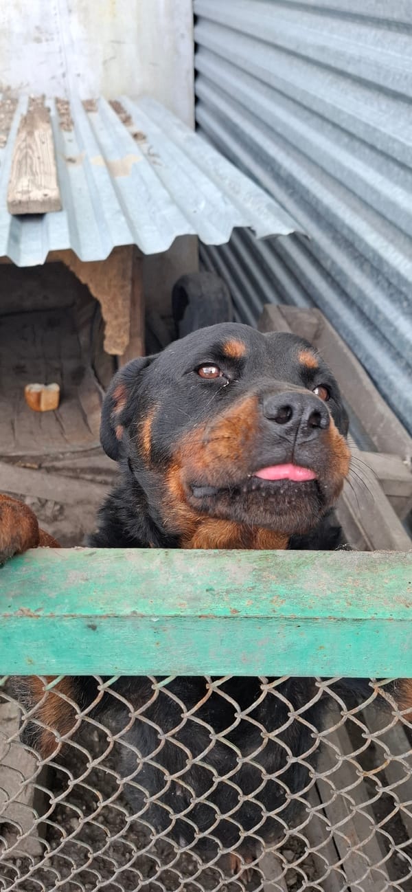 Dogs and flowers outside a home in Kostanay