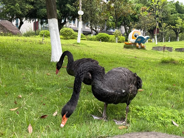 Black swans spotted in Jiangjin park during morning hours