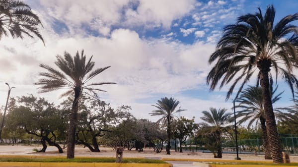 Electric scooter rentals line a palm-shaded walkway in Pedro González
