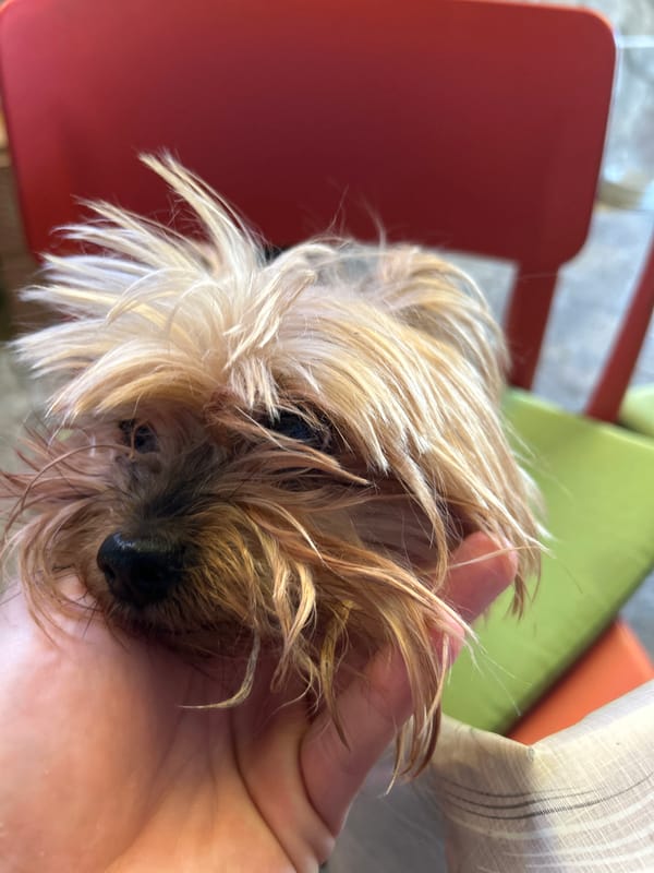 Small Yorkshire Terrier rests peacefully in owner's hands, Bulgaria