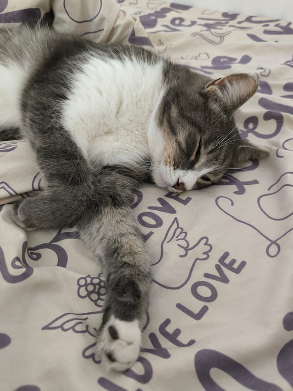 Blue-eyed cat lounges on a patterned duvet, multiple angles