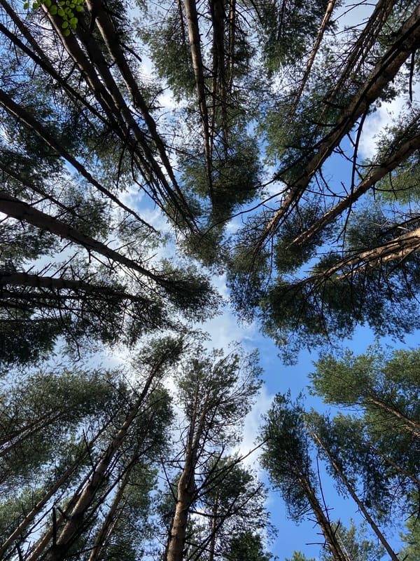 Looking up through pine canopy in a Votkinsk forest