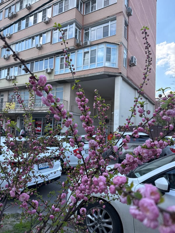 Spring blooms observed in Rostov-on-Don urban area