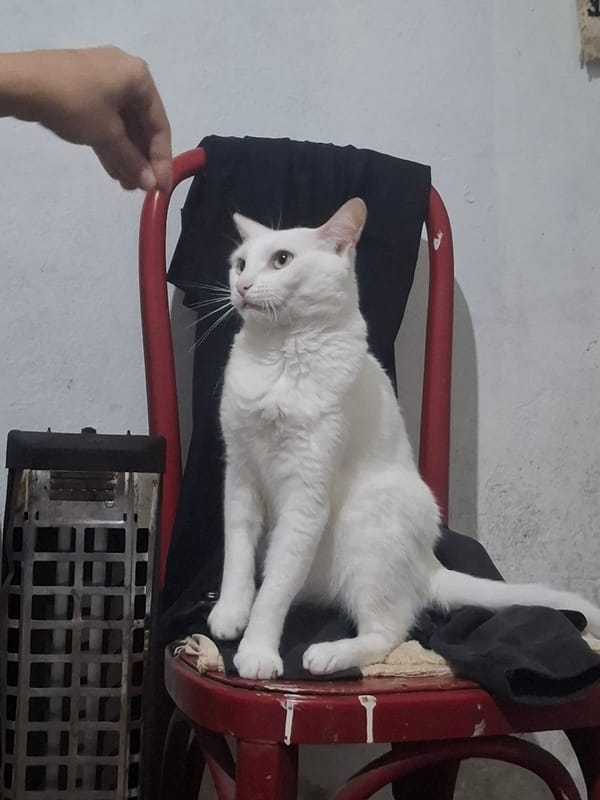 Pet owner documents cat and cannabis preparation at home