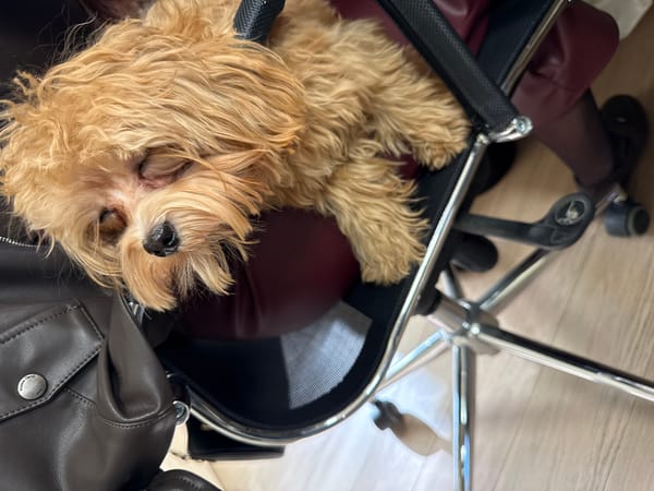 Small dog rests in Moscow office setting