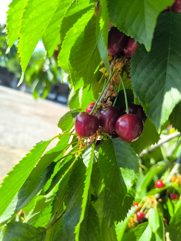 Early summer agricultural scenes documented in Bulgarian village