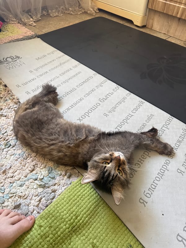 Cat relaxes on yoga mat during home workout