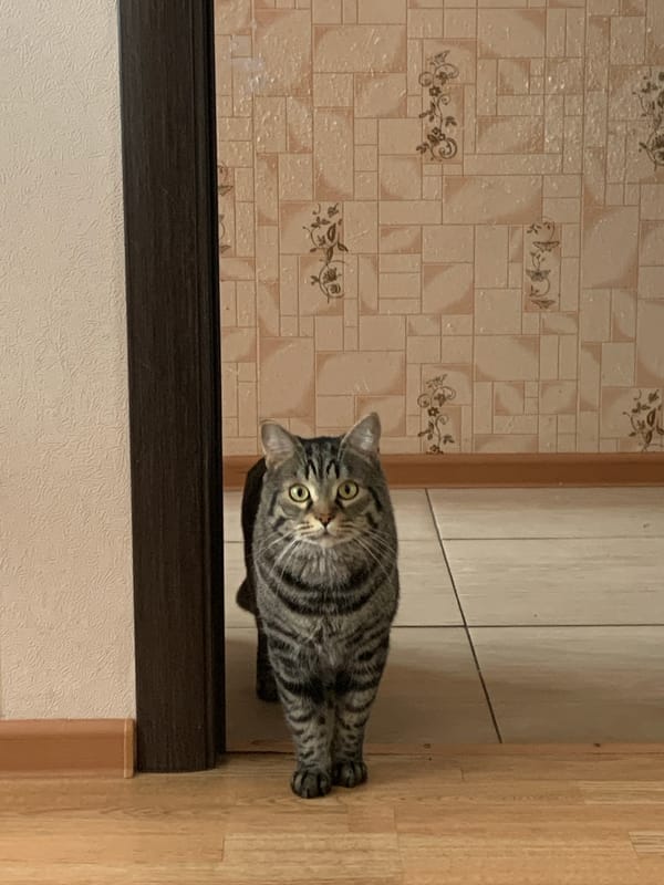 Tabby cat spotted indoors in Stavropol home