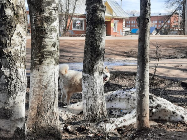Spring morning life documented in Krasnogorskoye, Russia