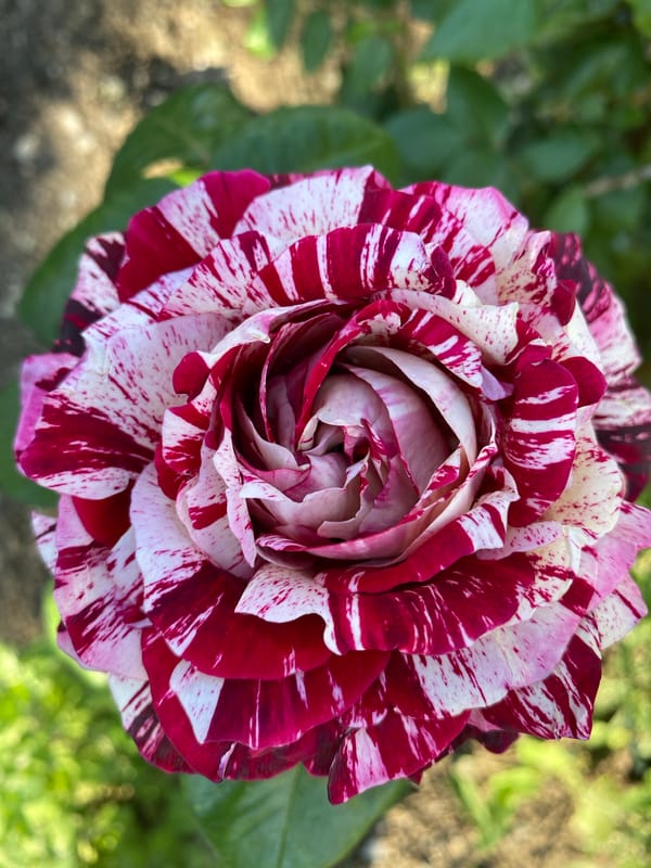 Spring flowers documented in detailed photographs across Dnipro