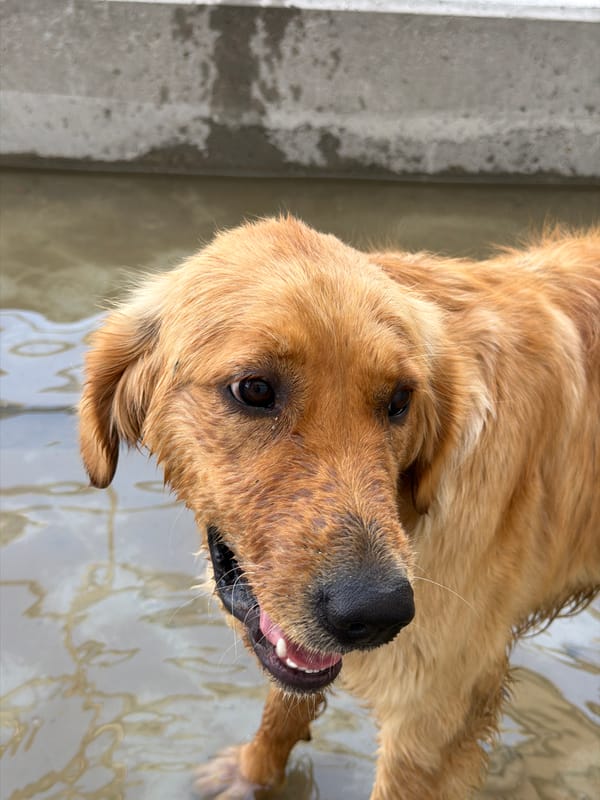 Golden retriever wading through muddy water in Stróża