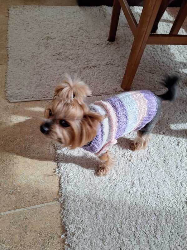 Yorkshire Terrier in Easter sweater poses for photos