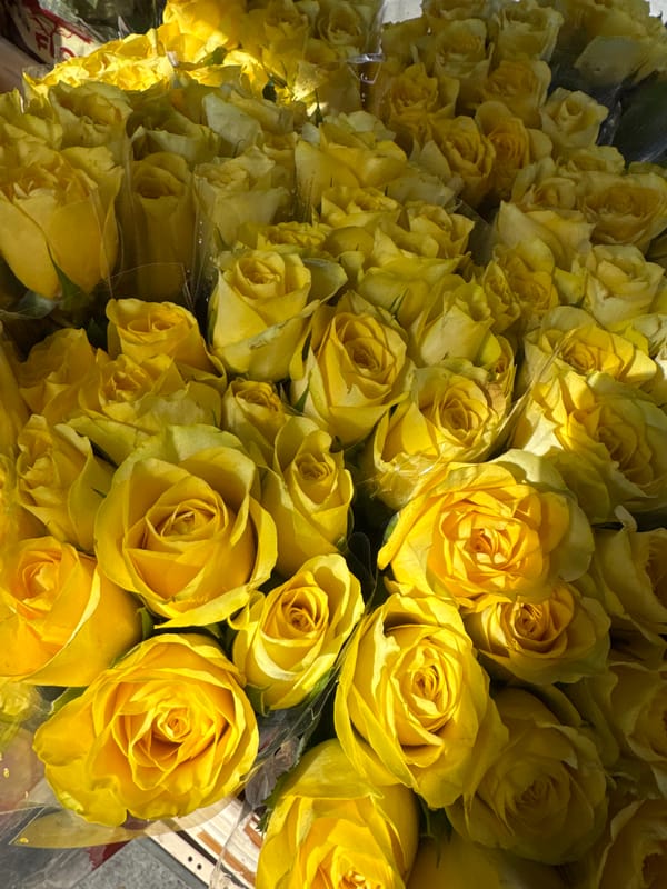 Flower market activity documented in Ferwert, Netherlands morning hours