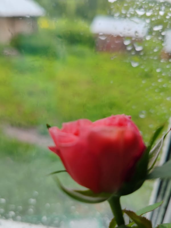 Cozy rainy-day morning in a rural Russian village