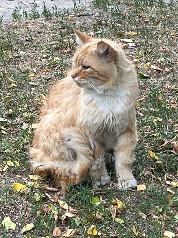 Cats, courtyards, and summer gardens in Brest, Belarus