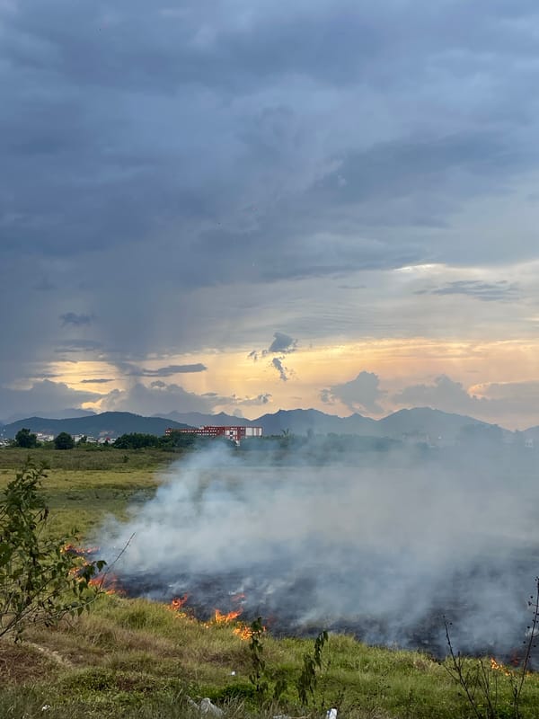Grass fire burns through rural field near Đà Nẵng, cattle nearby