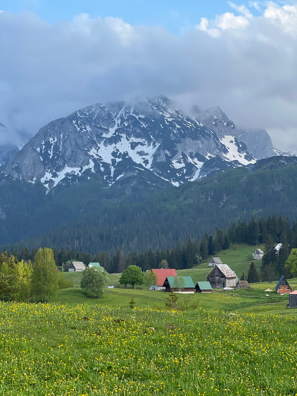 Spring wildflower bloom documented in Montenegro mountain village