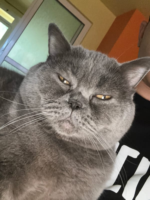 Gray cat with amber eyes photographed in close-up