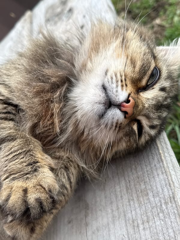 Spring morning captured in 13 memories from Tyulyuk, Russia