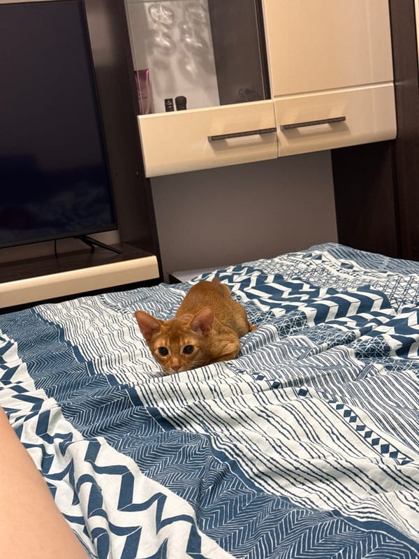 Two cats roam a Stary Oskol apartment on a summer evening