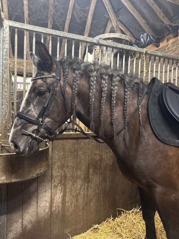 Woman and girl tend horses at Belgian stable