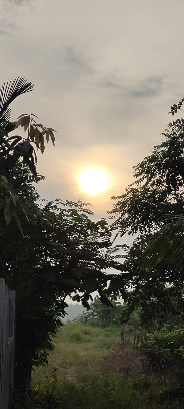 Dusk light through tropical foliage in Lhokseumawe, Indonesia