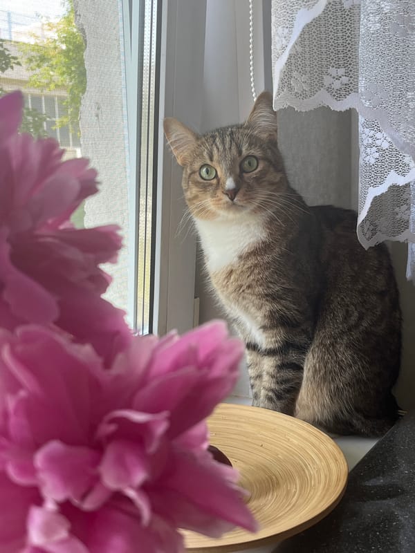 Tabby cat on windowsill with peonies in Izhevsk