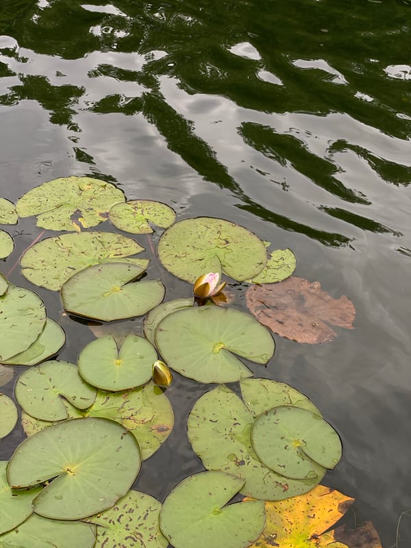 Lily pads and reflections on a rippled pond in Shostka