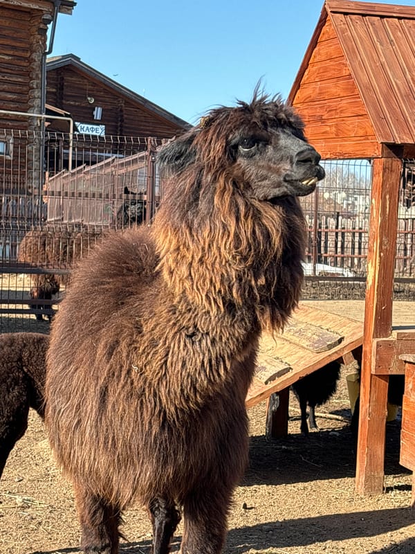 Alpaca spotted at Izhevsk Zoo in Russia