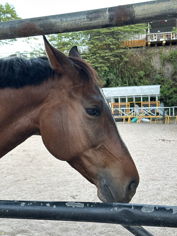 Tourists capture horse encounters at Indonesian equestrian facility