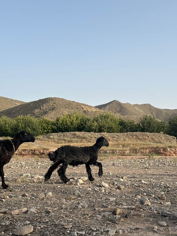 Rural life documented in Khanozai, Pakistan agricultural community