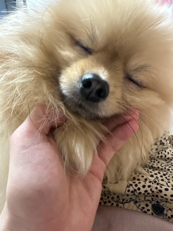 Pomeranian dog petted by owner in Votkinsk, Russia