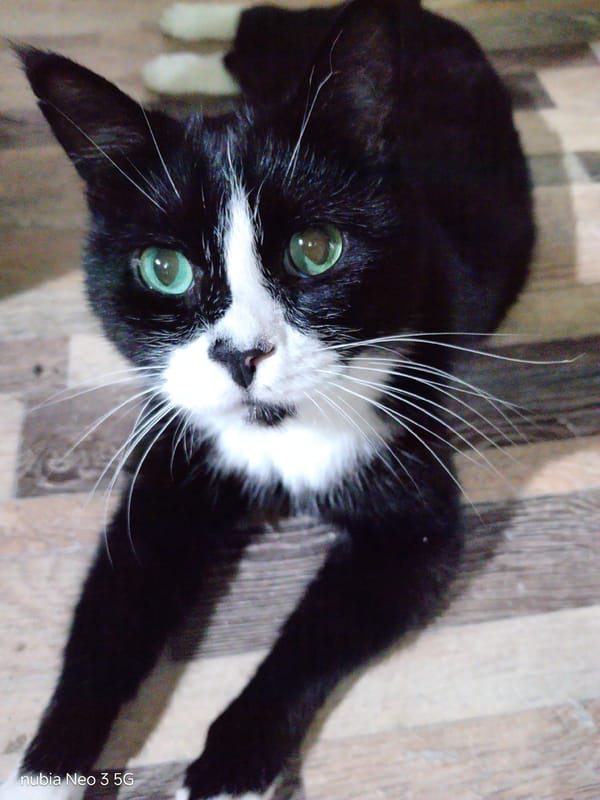 Cats, moon, and everyday objects in Angren at night