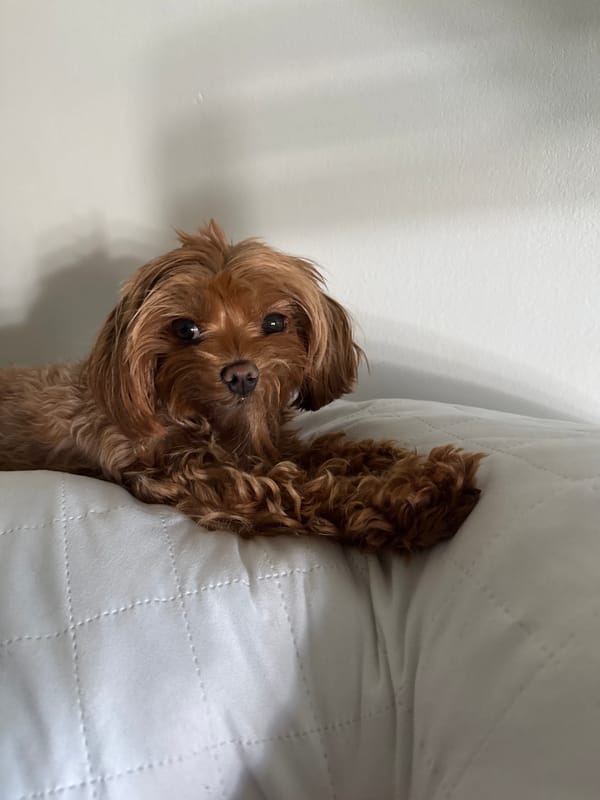Curly dog takes it easy on a white bed in Prague