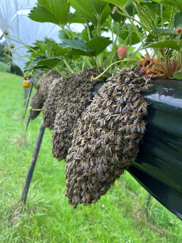 Bee swarm takes over strawberry field operation