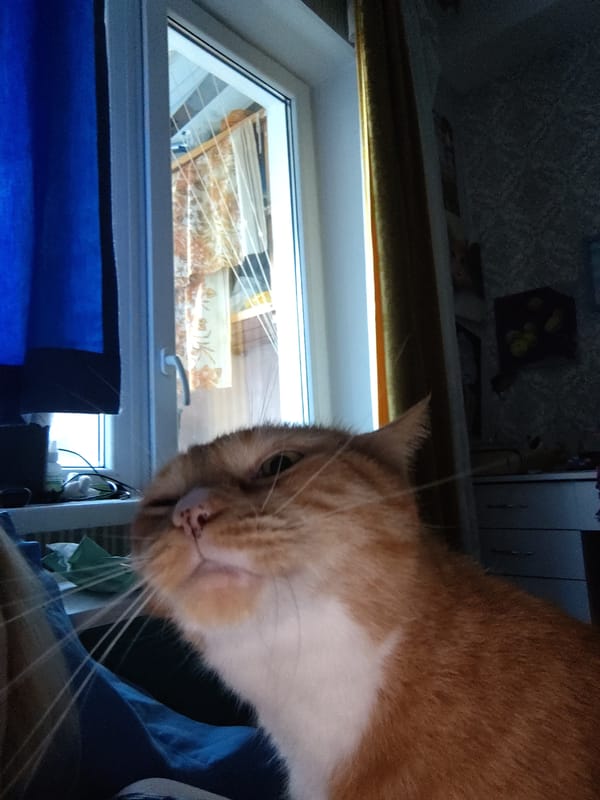 Ginger tabby relaxing by a sunlit window in Kyiv