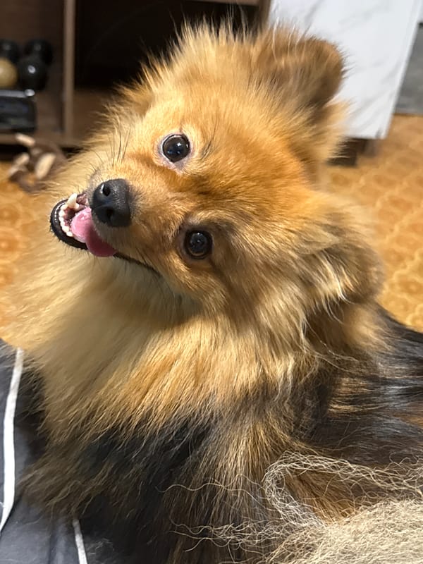 Pomeranian portrait and a pink #VideoGame graphic from Khimki