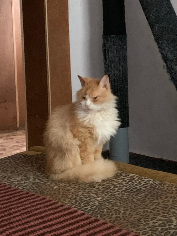 Ginger cat relaxing on a leopard-print rug indoors