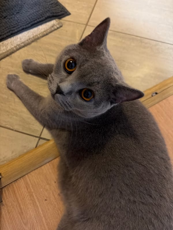 Gray cat leisurely evening at home in Dimitrovgrad